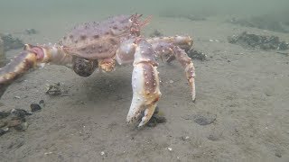 Подводная рыбалка в мурманске
