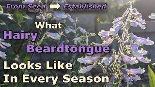 What Penstemon hirsutus (Hairy Beardtongue) Looks Like in Every Season: From Seed to Established