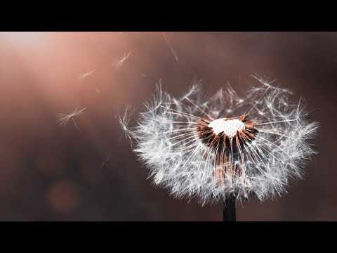 PREMIERE: Edu Schwartz - Shadows On The Wall (Original Mix) [Circle Of Life]