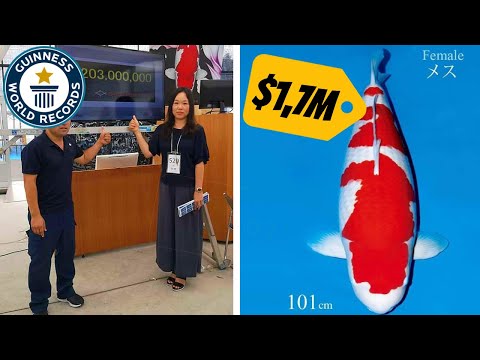 This is worlds most expensive Koi Fish $1,700,000,- USD (RECORD)