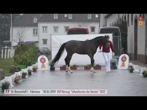 77 Sir Donnerhall   Fidertanz