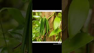 Download lagu 🤔 Where Vanilla Comes From #shorts mp3 Download lagu 🤔 Where Vanilla Comes From #shorts mp3