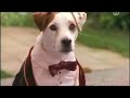 Wishbone PBS Kids Bark To The Future Full Episode The Time Machine