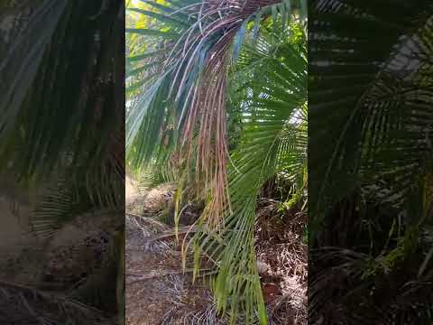 17 Baird Ct, Bushland Beach, QLD 4818, 4 ਕਮਰੇ, 2 ਬਾਥਰੂਮ, House