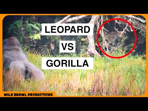 BIG CATS VS GREAT APES | Gorillas, Chimps & Orangutans coexisting with Leopards, Lions & Tigers