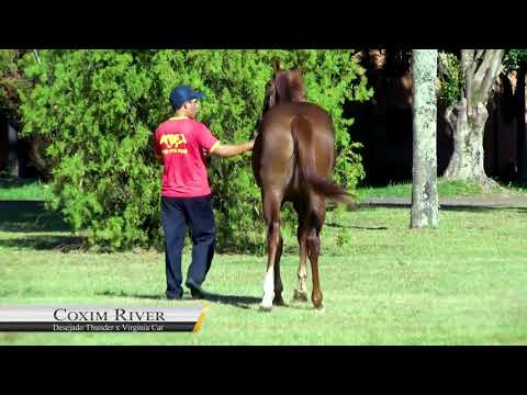 LOTE 11 - COXIM RIVER