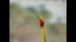 Questing adult tick (Flash)