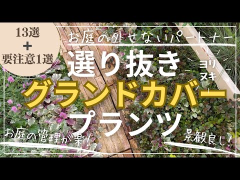 踏みつけに強い地被植物：多年草地被植物ベスト３  庭園