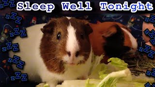 Relaxing Guinea Pig Therapy 🐹💤 A Calming Video for Pets