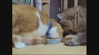 Кошаки непредсказуемы.Про кошек.\**おかしい猫