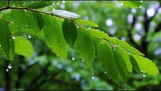 자연의 소리 🕊️ 스트레스를 날리고 명상을 돕는 아침 음악 | 휴식과 집중을 위한 힐링음악