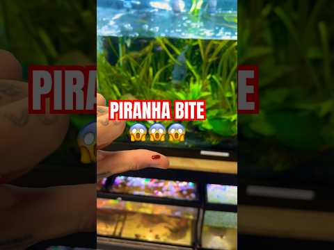 PIRANHA ATTACK #monster #monsterfish #fish #fishing #attack #piranha #dangerous #pets #animals  #wow