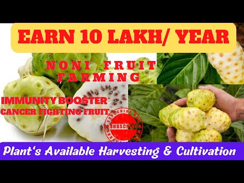 Noni fruit farming/Earn 10lakh/Benefits of Noni Juice/Noni harvesting/Immunity Booster/नोनी की कृषि