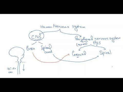 Coordination and response  (part 1)  - Biology OL Cambridge