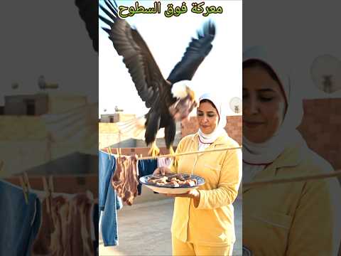 معركة فوق السطوح. #اكسبلور #دويتو #هتضحك #كوميديات #كوميديات #تيك_توك #تيك_توك