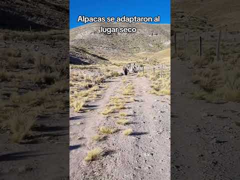alpacas se adaptaron aquí en #curahuara_de_carangas #Oruro #Bolivia