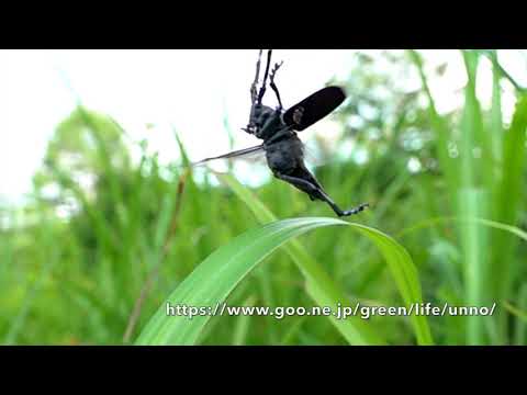 ゴマダラカミキリとヒゲナガカミキリの飛翔