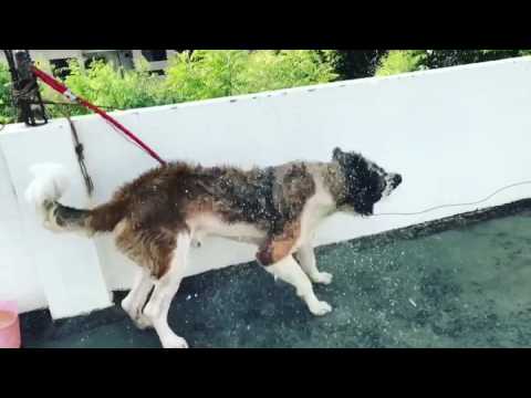 Saint the Saint Bernard