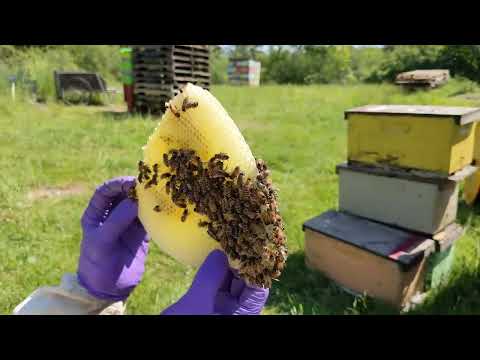 Transferring Comb into Frames