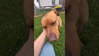 Video preview image #1 Labrador Retriever-Unknown Mix Puppy For Sale in Rootstown, OH, USA