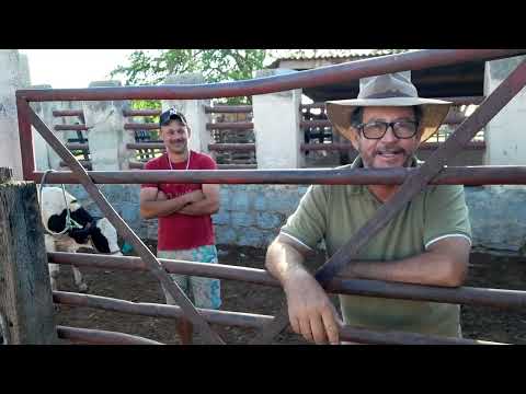 Gado pra vender em Vertentes Pernambuco todos os sábados. 07/03/2026