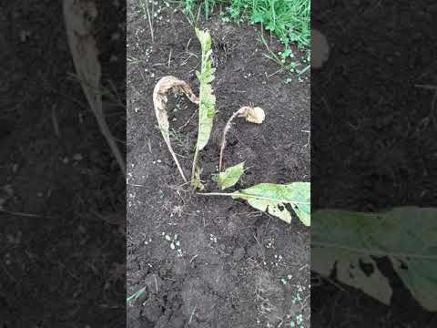 セイヨウワサビ