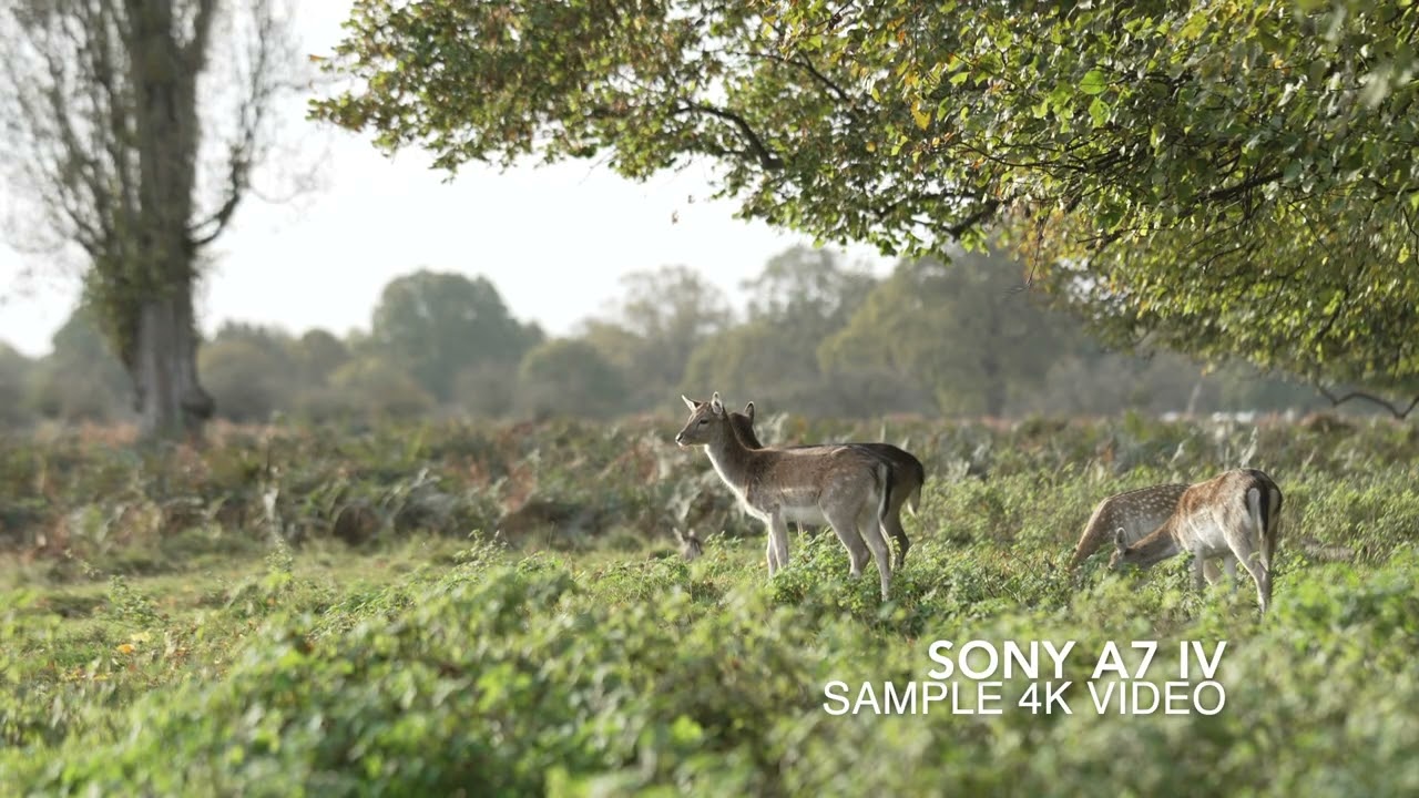 Sony A7 IV sample video - YouTube