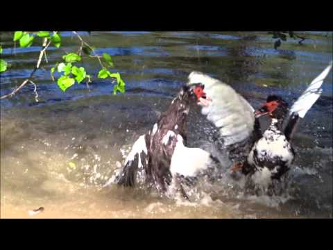Muscovy Duck fight on the Paynederosa