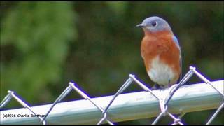 John Prine and Susan Tedeschi - "Color of the Blues"