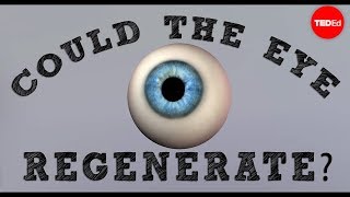Could a blind eye regenerate? - David Davila