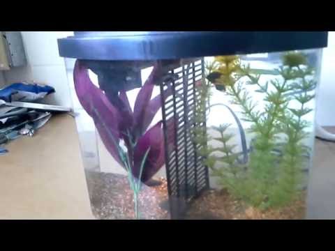 Aqueon betta bow 2.5 gallon fish tank