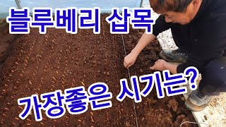 블루베리 숙지삽목 지금이 딱입니다 꺽꽂이  블루베리 재배 블루베리관리