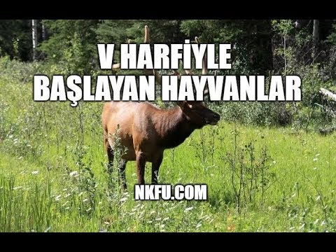 download lagu mp3 mp4 V Harfi Hayvan, download lagu V Harfi Hayvan gratis, unduh video klip V Harfi Hayvan
