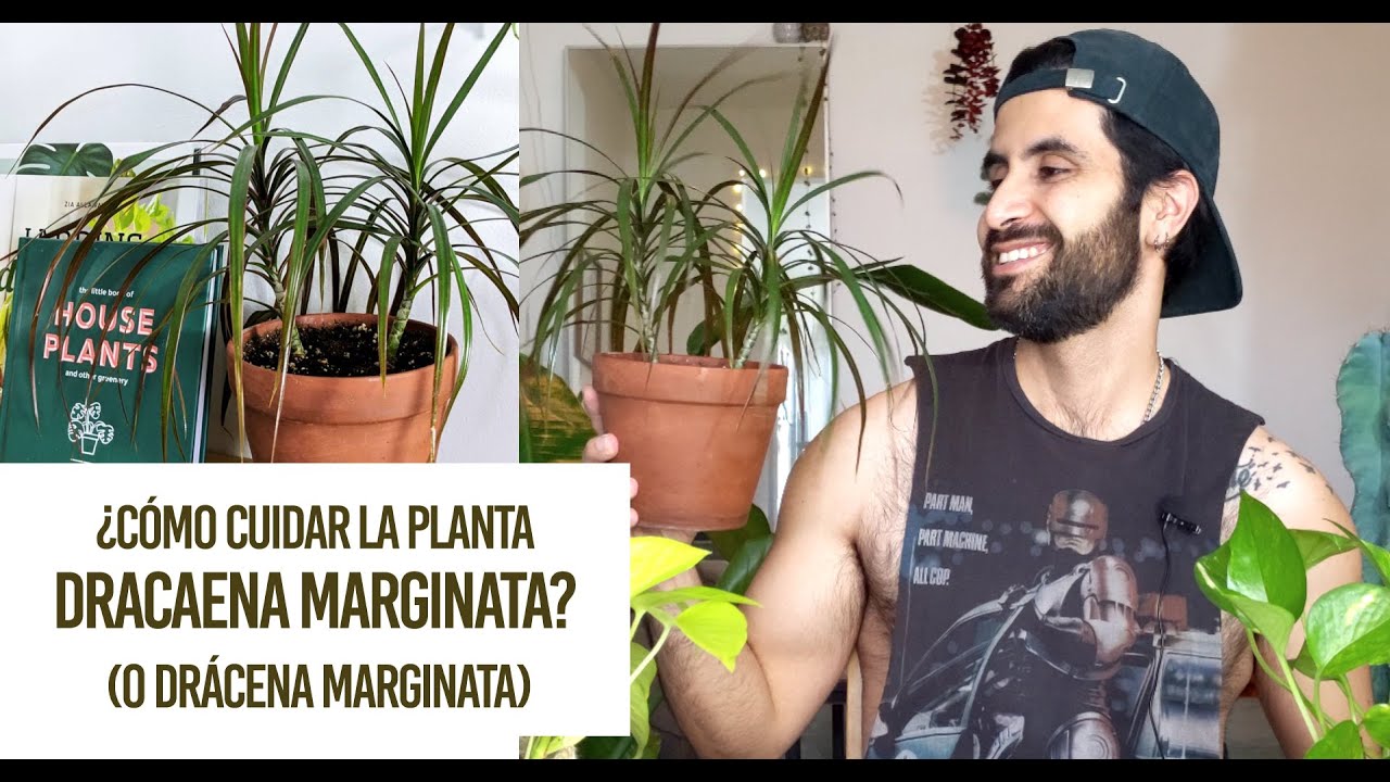 Watch ¿Cómo cuidar la planta Dracaena marginata (o Drácena marginata) Cuidados y problemas comunes! Now ¿Cómo cuidar la planta Dracaena marginata (o Drácena marginata) Cuidados y problemas comunes!