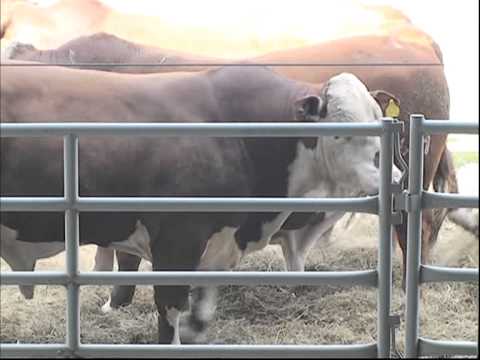 31 AÑOS DE LA CAUTIVA DE CALLABA C CUATIA