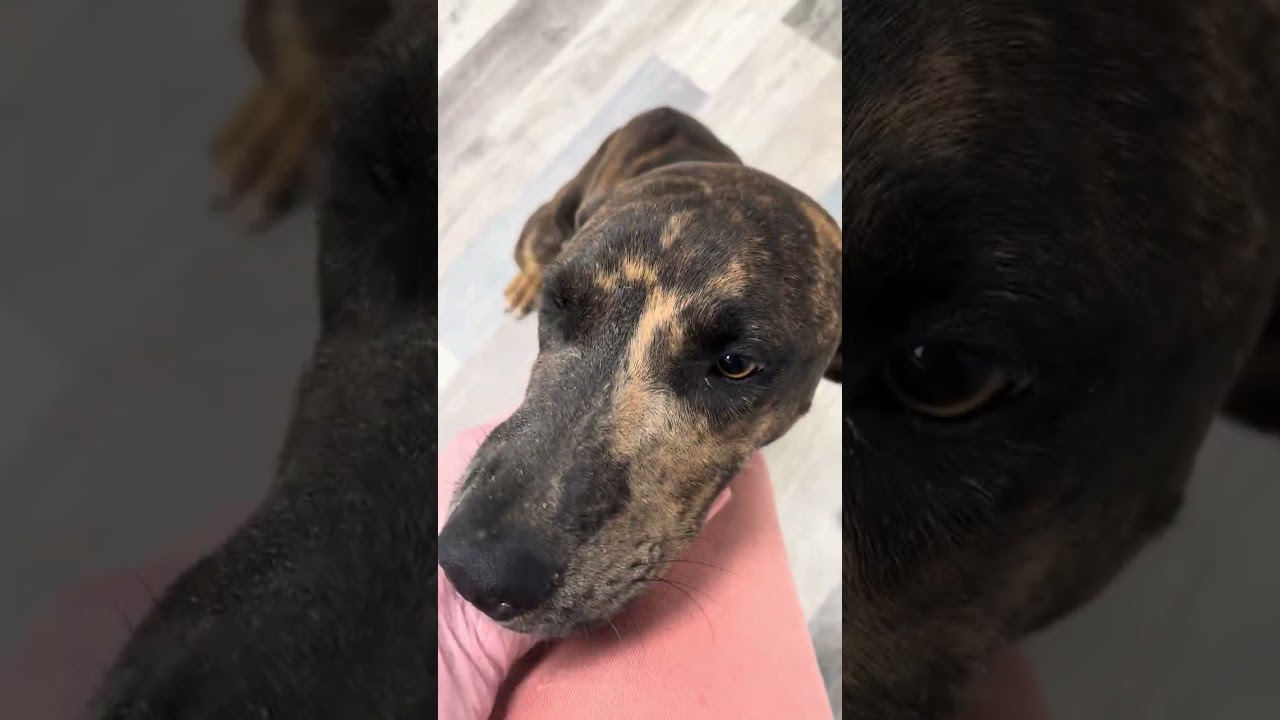 Enlarge Rajah, a ADOPTABLE mixed breed in Olympia, WA video 5/6