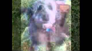 Aussiedoodle Color Changes DoodlesvilleVa.com