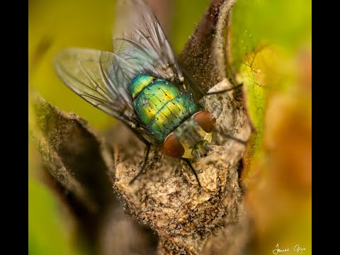 Macro Chronicles Ep 3 - Green Bottlefly (Lucilia Sericata)