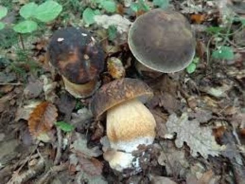 CRNI VRGANJ ili MEDVEDARA - Black boletus