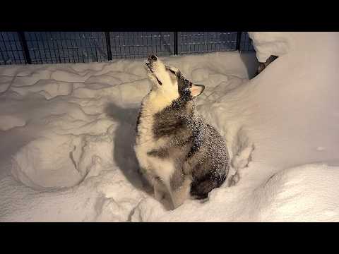 Funny Dogs Facing Snow in the Most RIDICULOUS Ways! 🤣