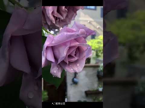 芝生の上に砂を敷く方法