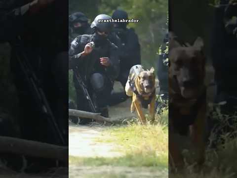 NSG commando training 🔥🇮🇳#shorts #army #nsg #cisf #crpf