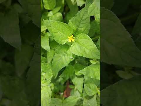 チェリーローレル 'Herbergii' 植物