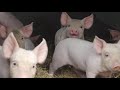Pig Bred for Meat | Inside a British Pig Farm – Independent Documentary