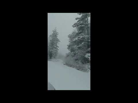 Iarna în pădurile Ocolului Silvic Vintilă Vodă din cadrul Romsilva