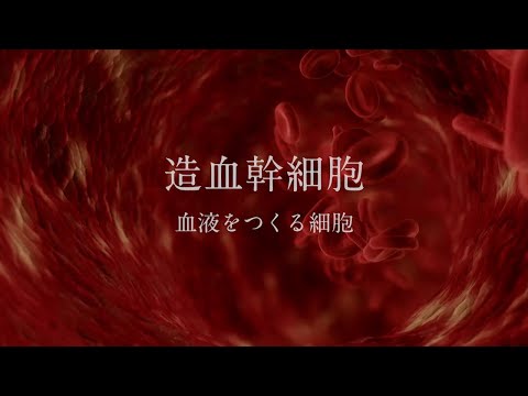 『ココカラ』Research38【もっと知りたい、造血幹細胞のチカラ】/金沢大学研究紹介動画