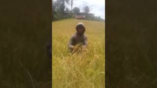 preview picture of video 'Cara memetik Pulu mandoti (beras ketan merah) di Desa kendenan'