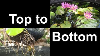 Results of Planting Water Lilies using No Soil nor Fertilizer