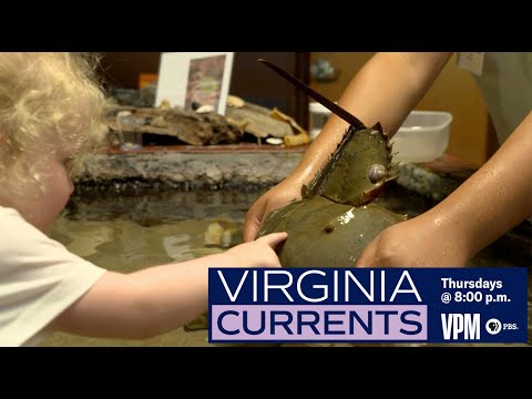 Care for Wildlife at the Virginia Living Museum