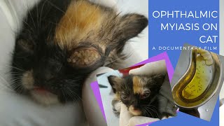 Myiasis In Cat Eyes || Belatung Di Mata Kucing